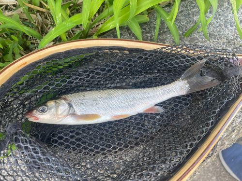 ウグイの釣果