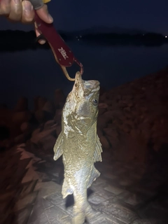 マルスズキの釣果