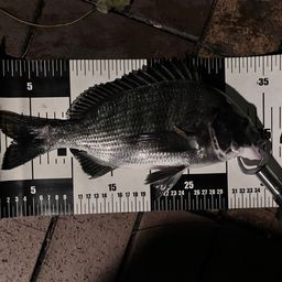 クロダイ