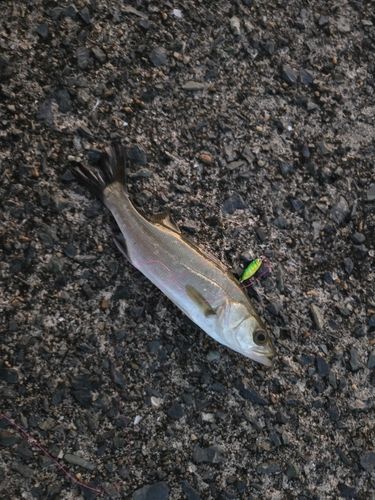 セイゴ（マルスズキ）の釣果