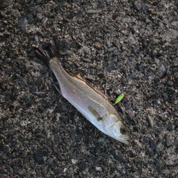 セイゴ（マルスズキ）