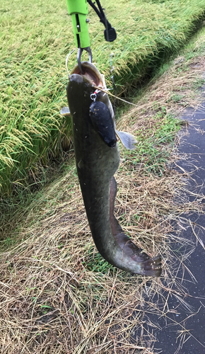 ナマズの釣果