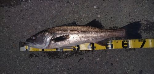 シーバスの釣果