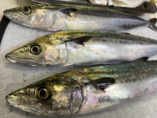 サゴシの釣果