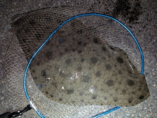 ツバクロエイの釣果