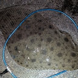 ツバクロエイ