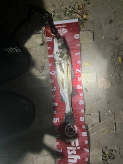 マルスズキの釣果