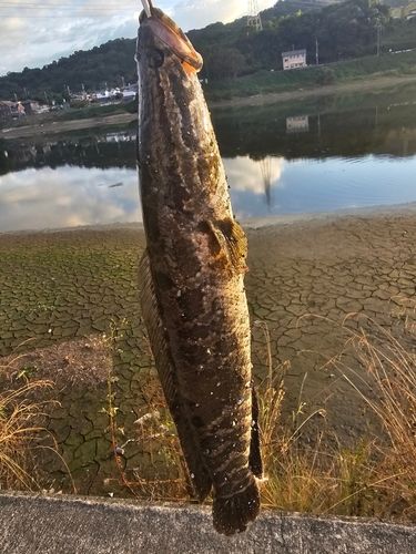 ライギョの釣果