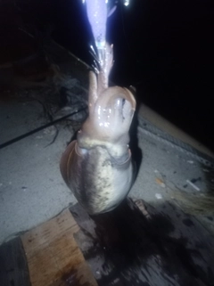 コウイカの釣果