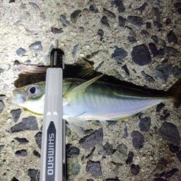 アジ