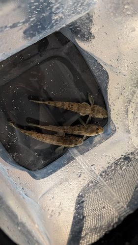 マハゼの釣果