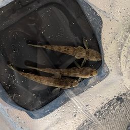 マハゼ