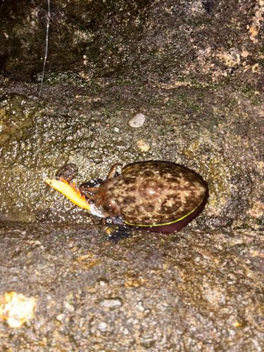 モンゴウイカの釣果