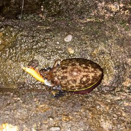 モンゴウイカ