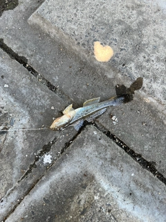 ハゼの釣果