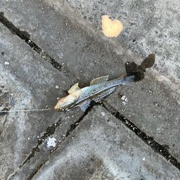 ハゼ