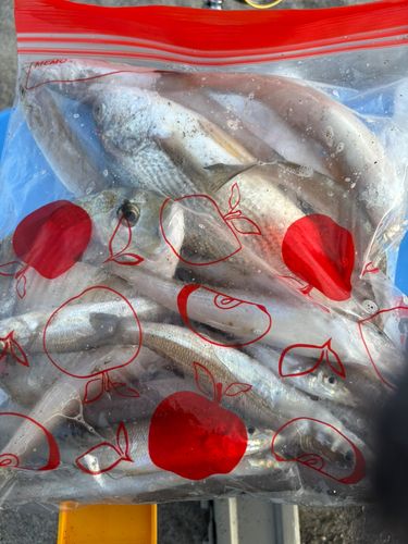 キスの釣果