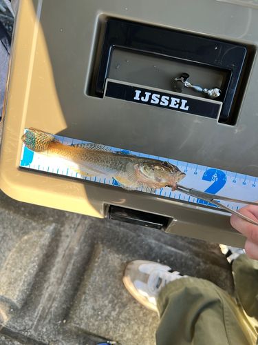 ハゼの釣果