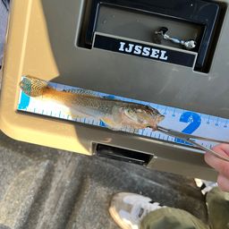 ハゼ
