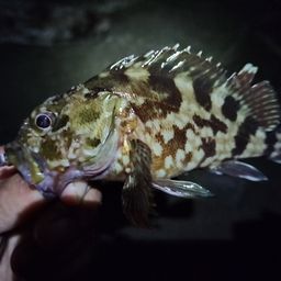 カサゴ