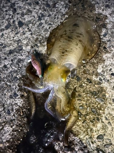 アオリイカの釣果