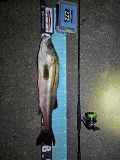 シーバスの釣果