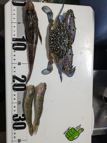 ハゼの釣果