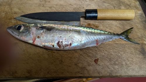 サバの釣果