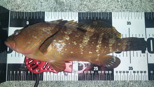 キジハタの釣果
