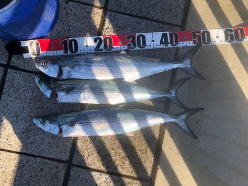 サゴシの釣果