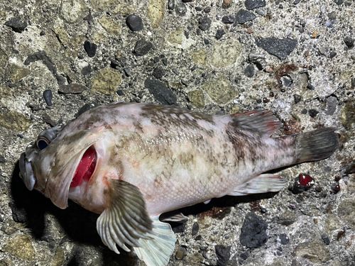 ハチガラの釣果