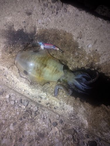 アオリイカの釣果