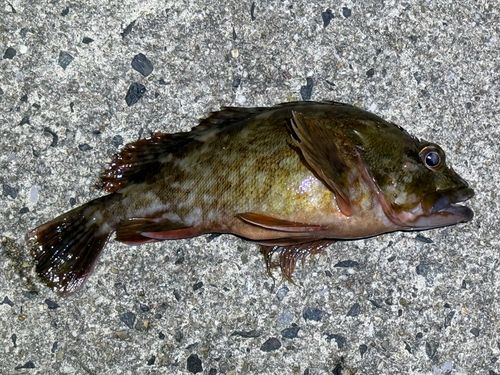 カサゴの釣果