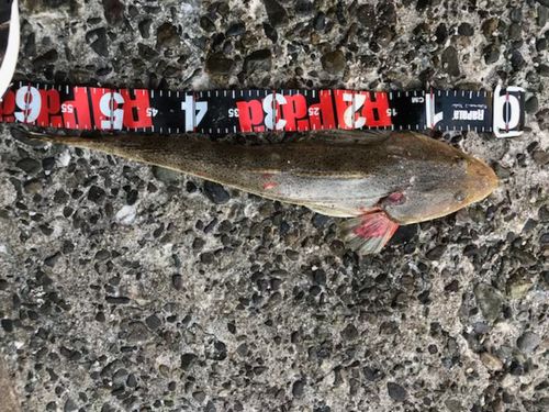 マゴチの釣果