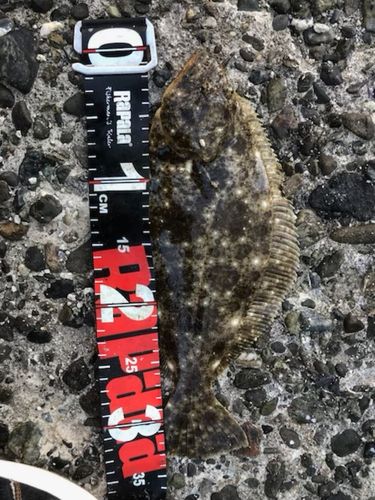 ソゲの釣果