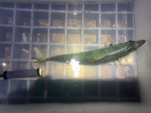 サバの釣果