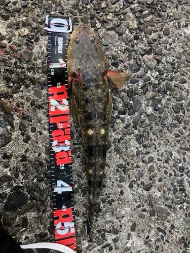 マゴチの釣果