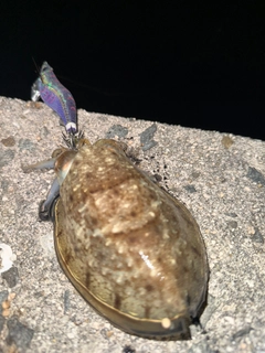 コウイカの釣果