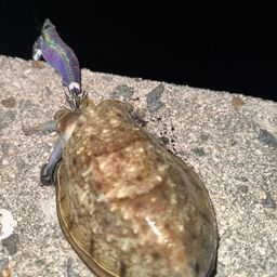 コウイカ