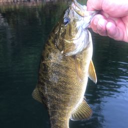 スモールマウスバス