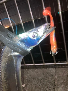 タチウオの釣果