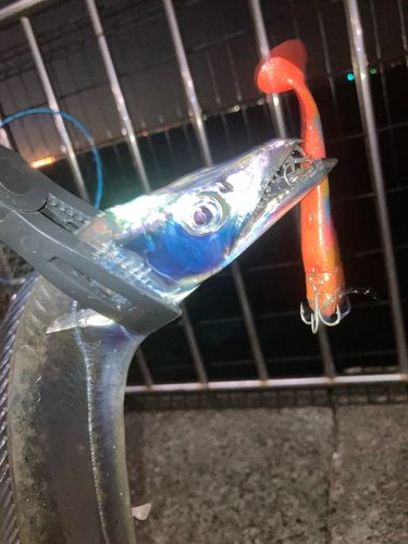 タチウオの釣果