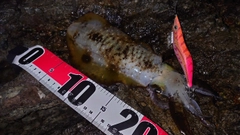 アオリイカの釣果