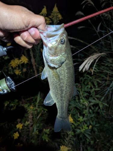 ラージマウスバスの釣果