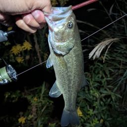 ラージマウスバス