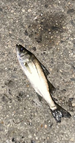セイゴ（マルスズキ）の釣果