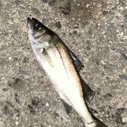 セイゴ（マルスズキ）