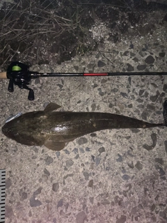 マゴチの釣果