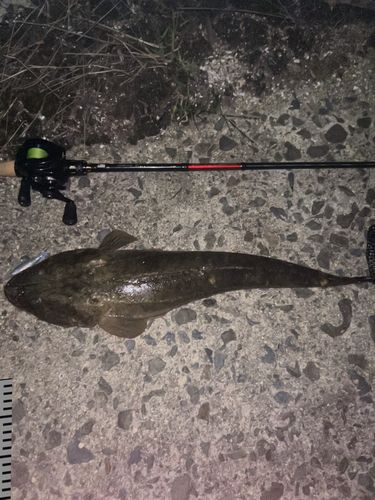 マゴチの釣果