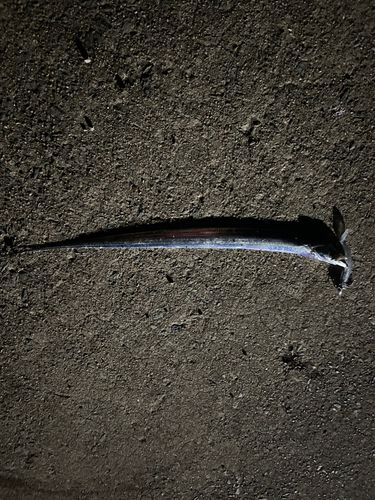 タチウオの釣果